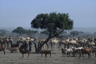 SOMALIA, Agriculture, Camels and cattle with herdsman in rural area.