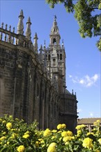 SPAIN, Andalucia, Seville, Exterior view of the cathedral wall and La Giralda Tower