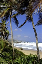 WEST INDIES, Barbados, Bathsheba Beach, Golden stretch of sand seen through palmtrees