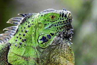 NATURAL HISTORY, Reptiles, Iguana, Close up profile shot of a green Iguana in the Carribean
