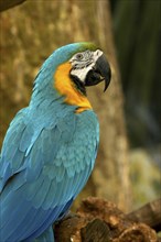 BIRDS, Single, Parrot, Close up of a blue and yellow feathered parrot sitting on a branch in the