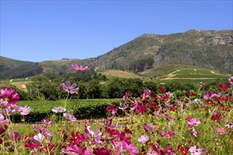 SOUTH AFRICA, Western Cape, Cape Town, Wine Area landscape with pink flowers in the foreground
