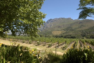 SOUTH AFRICA, Western Cape, Cape Town, Winery vineyards in mountainous landscape