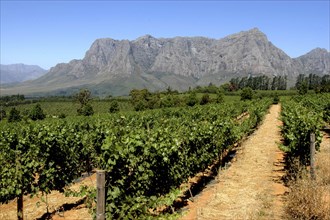 SOUTH AFRICA, Western Cape, Cape Town, Winery vineyards