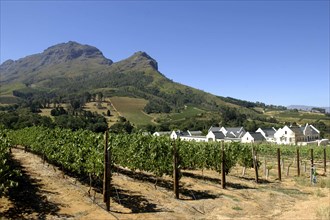 SOUTH AFRICA, Western Cape, Cape Town, Winery and vineyards in mountainous landscape