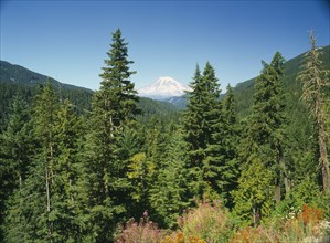 USA, Washington State, Mount Rainer National Park, Mount Rainer seen through trees from near White