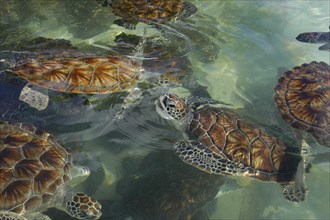 WEST INDIES, Cayman Islands, View looking down on group of turtles in the water in a turtle farm