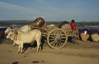 MYANMAR, Kyaukmyaung, Young man using ox drawn cart to transport large pots.