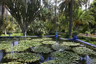 MOROCCO, Marrakech, Majorelle Jardin. View over lily pond with bright blue border