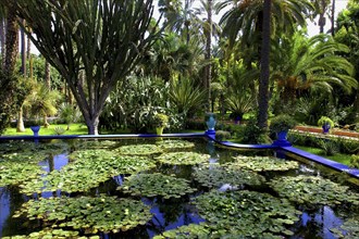 MOROCCO, Marrakech, Majorelle Jardins. View over lily pond with bright blue border