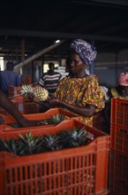 IVORY COAST, Agriculture, Women trimming and packing pineapples at a plantation