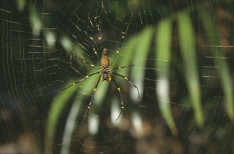 AUSTRALIA, Northern Territory, Lichfield Nat. Park, Golden Orb weaving spider on web.