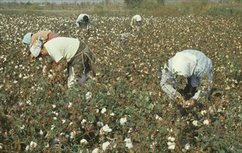 GREECE, Thessalia, Larisa, Women picking cotton.