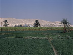 EGYPT, Nile Valley, Luxor, West Bank of Nile. Green lush crops in front of barren hills.