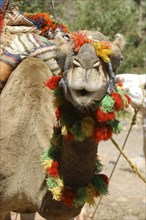 MOROCCO, Marrakech, Close up portrait of a camel