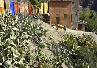 MOROCCO, Marrakech, Village house with hanging washing and woman with a cow outside