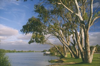AUSTRALIA, South Australia, Murray Bridge, Murray River and eucalyptus trees.
