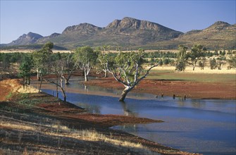 AUSTRALIA, South Australia, Flinders Ranges NP, Gum trees in a billabong at Rawnsley and the south
