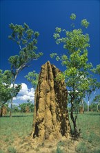 AUSTRALIA, Northern Territory, Kakadu Nat. Park, Huge termite nests or cathedrals.