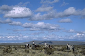 ARGENTINA, Patagonia, Chubut Province, Wild horses on the Patagonian steppe.