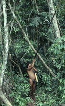 ECUADOR, Amazon, People, Waorani man hunting with blow pipe