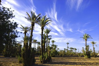 MOROCCO, Marrakech, Mass of palm trees with wispy white clouds in a blue sky above