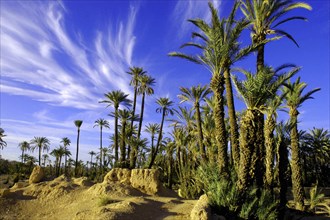 MOROCCO, Marrakech, Palm trees in rocky landscape with wispy white clouds in the blue sky above