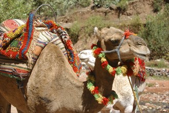 MOROCCO, Marrakech, Camel wearing a colourful harness