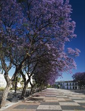 SPAIN, Andalucia, Cadiz, Jerez de la Frontera. Alcazar promenade with line of Jacaranda tress in