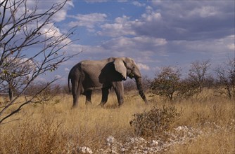 ANIMALS, Big Game, Elephants, Single elephant wandering through Etosha National Park in Namibia