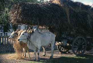 SRI LANKA, Transport, Ox cart loaded with straw