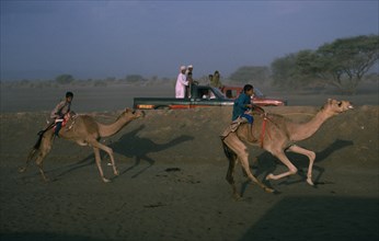 OMAN, Sport, Camel racing at Al Suwayk