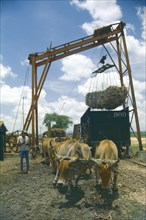 WEST INDIES, Dominican Republic, Farming, Team of oxen being used to power lifting mechanism for