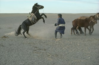 MONGOLIA, Gobi desert, Rearing horse being accustomed to saddle and bridle held by man on ground by