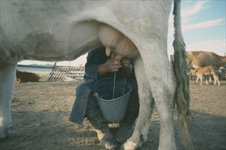MONGOLIA, Agriculture, Close up of cow being milked.  Yields are very low.