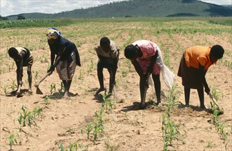 ZIMBABWE, General, Chriamora women weeding between the crops