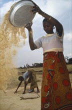 TANZANIA, Farming, Woman winnowing rice.