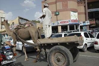 INDIA, Rajasthan, Jaipur, Camel pulling cart among busy road traffic