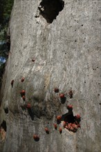 ROMANIA, Tulcea, Danube Delta Biosphere Reserve, Red beetles on tree bark in Letea national park