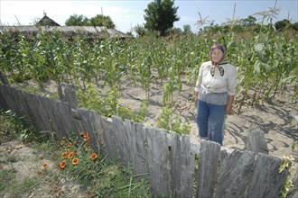 ROMANIA, Tulcea, Danube Delta Biosphere Reserve, Elderly female farmer standing in corn field