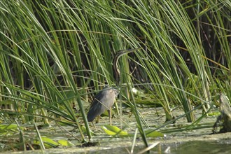 ROMANIA, Tulcea, Danube Delta Biosphere Reserve, "Purple Haron, a wading bird of the family
