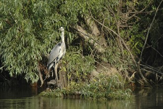ROMANIA, Tulcea, Danube Delta Biosphere Reserve, "Gray Haron, a wading bird of the family Ardeidae,