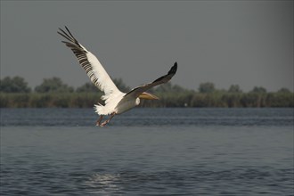 ROMANIA, Tulcea, Danube Delta Biosphere Reserve, Pelican taking off and flying low over lake