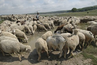 ROMANIA, Northern Dobtuja, Harsova, Herd of sheep drinking from water filled mud pool