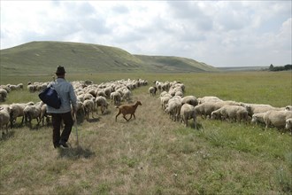 ROMANIA, Northern Dobtuja, Harsova, Sheperd with herd of sheep in the open hilly landscape