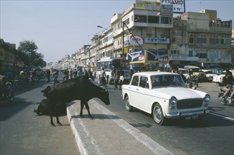 INDIA, Uttar Pradesh, Delhi, Cows crossing the road in traffic