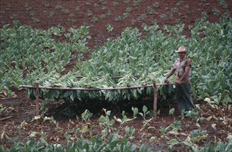 CUBA, Pinar del Rio, Farm worker standing by drying Tobacco leaves
