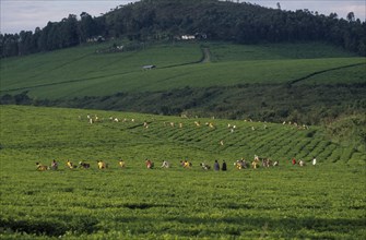 UGANDA, Agriculture, View over tea plantation with workers in a field.