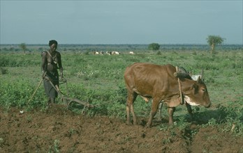 UGANDA, Karamoja District, Agriculture, Jie woman using ox drawn plough to prepare maize field.
