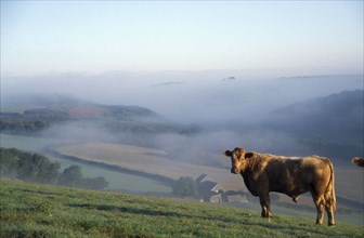 ENGLAND, Cornwall, Farming, Rural landscape and farm buildings in early morning mist with bullock